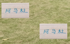 中超10輪畢，申花阿馬杜恢復佳。