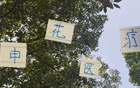 申花醫療效果顯著，除阿馬杜，其他球員快速恢復。