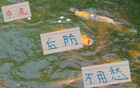 陳晉一左路領跑，金蔣朱申花后防無憂。